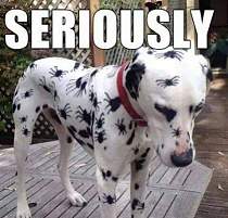 Click image for larger version. 

Name:	Spotted dog.jpg 
Views:	173 
Size:	35.9 KB 
ID:	49464